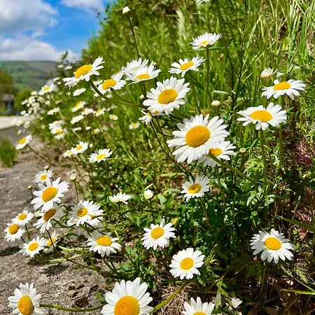 La Maria * San Roque de Ríomiera