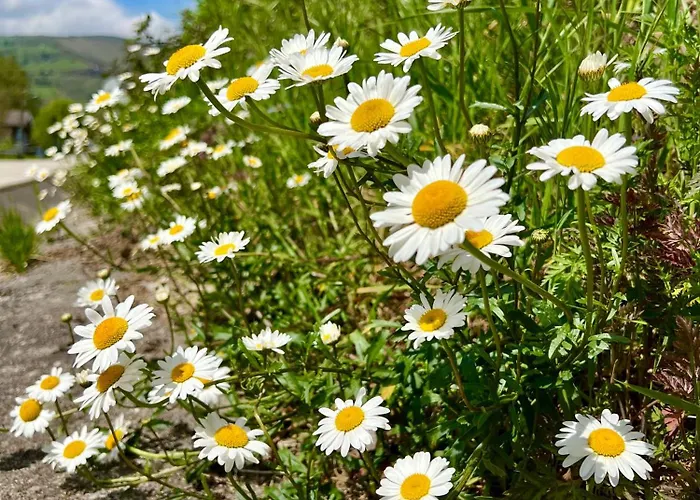 La Maria * San Roque de Ríomiera