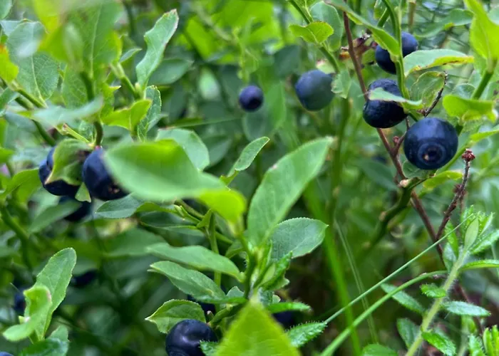 La Maria San Roque de Ríomiera